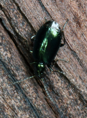 Lebia