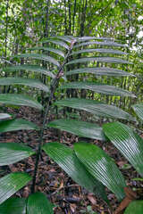 Zamia neurophyllidia