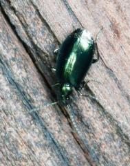 Lebia