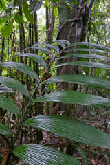 Zamia neurophyllidia