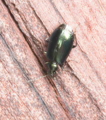 Lebia