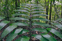 Zamia neurophyllidia