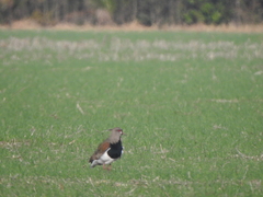 Vanellus chilensis