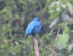 Cotinga amabilis