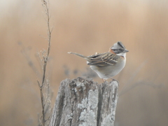 Zonotrichia capensis