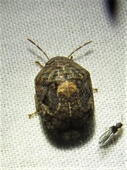 Stethaulax marmorata