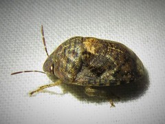 Stethaulax marmorata