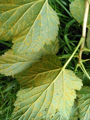 Cronartium ribicola