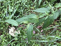 Eupatorium chinense tozanense