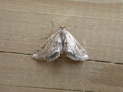 Cataclysta lemnata