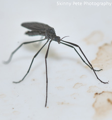 Eugnophomyia
