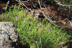Penstemon davidsonii davidsonii