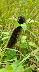 Insecta