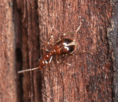 Acanthinus argentinus