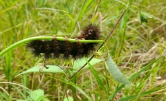 Insecta