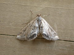 Cataclysta lemnata