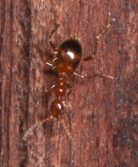 Acanthinus argentinus