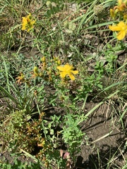 Hypericum perforatum
