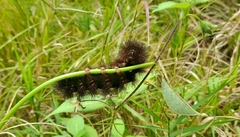 Insecta