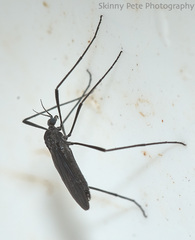 Eugnophomyia