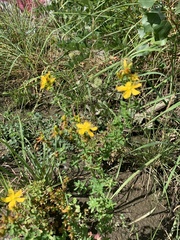 Hypericum perforatum