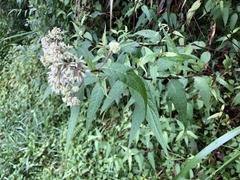 Eupatorium chinense tozanense