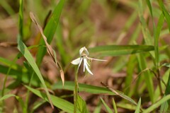 Habenaria grandifloriformis