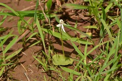 Habenaria grandifloriformis