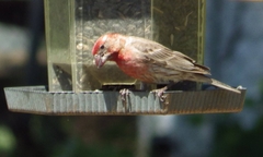 Haemorhous mexicanus