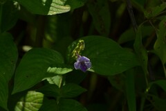 Asystasia dalzelliana