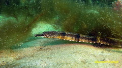 Filicampus tigris