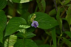 Asystasia dalzelliana