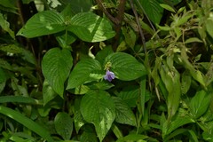 Asystasia dalzelliana