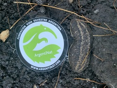 Phyllocaulis soleiformis