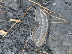 Phyllocaulis soleiformis