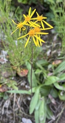 Senecio lugens