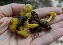 Hygrocybe caespitosa