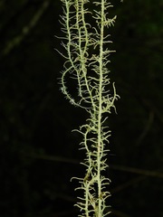 Usnea angulata