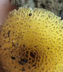 Hygrocybe caespitosa