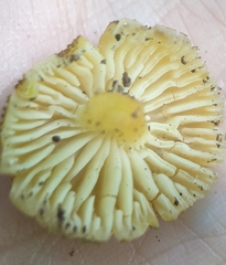 Hygrocybe caespitosa