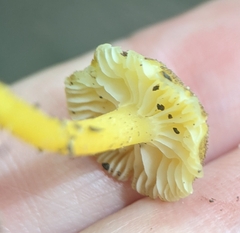 Hygrocybe caespitosa
