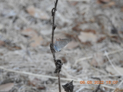 Lycaena phlaeas timeus