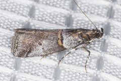 Acrobasis comptella