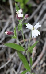 Silene repens