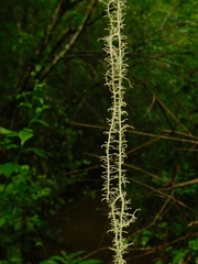 Usnea angulata