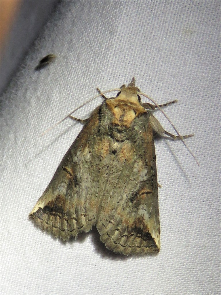 Elasmia