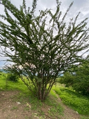 Havardia acatlensis