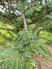 Havardia acatlensis