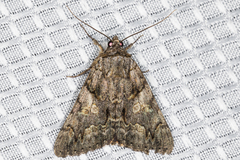 Catocala verrilliana