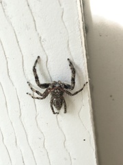 Platycryptus undatus